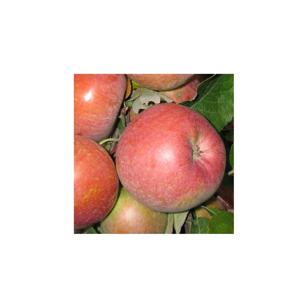 Pommier Fuji Pot 25L1/2 Tige 12/14 Haut. 130/150cm 