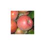 Voir la diapositive 2 : Pommier Fuji Pot 25L1/2 Tige 12/14 Haut. 130/150cm 