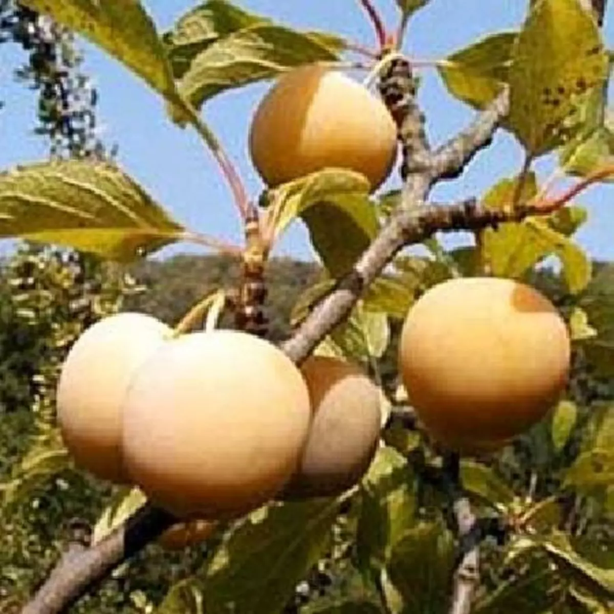 Prunus domestica 'Reine Claude Dorée'