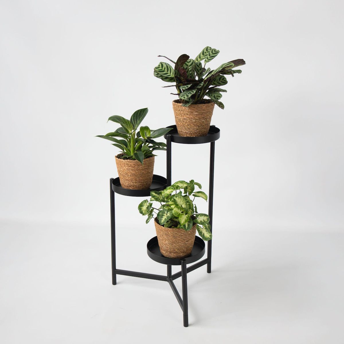 PLANT IN A BOX Lot de 3 plantes d'intérieur avec paniers - Hauteur 25-40cm - ⌀12cm