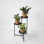 Voir la diapositive 4 : PLANT IN A BOX Lot de 3 plantes d'intérieur avec paniers - Hauteur 25-40cm - ⌀12cm