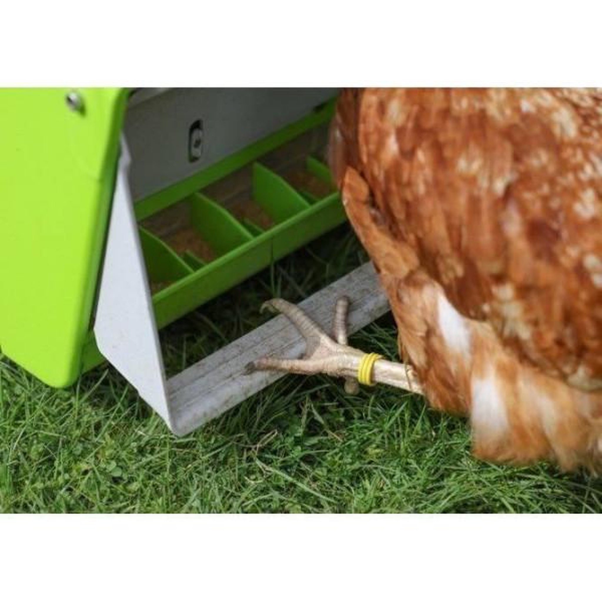 Voir la diapositive 6 : KERBL Nourrisseur automatique - KERBL - SmartCoop - 7,5 kg - Volet de protection - Vert