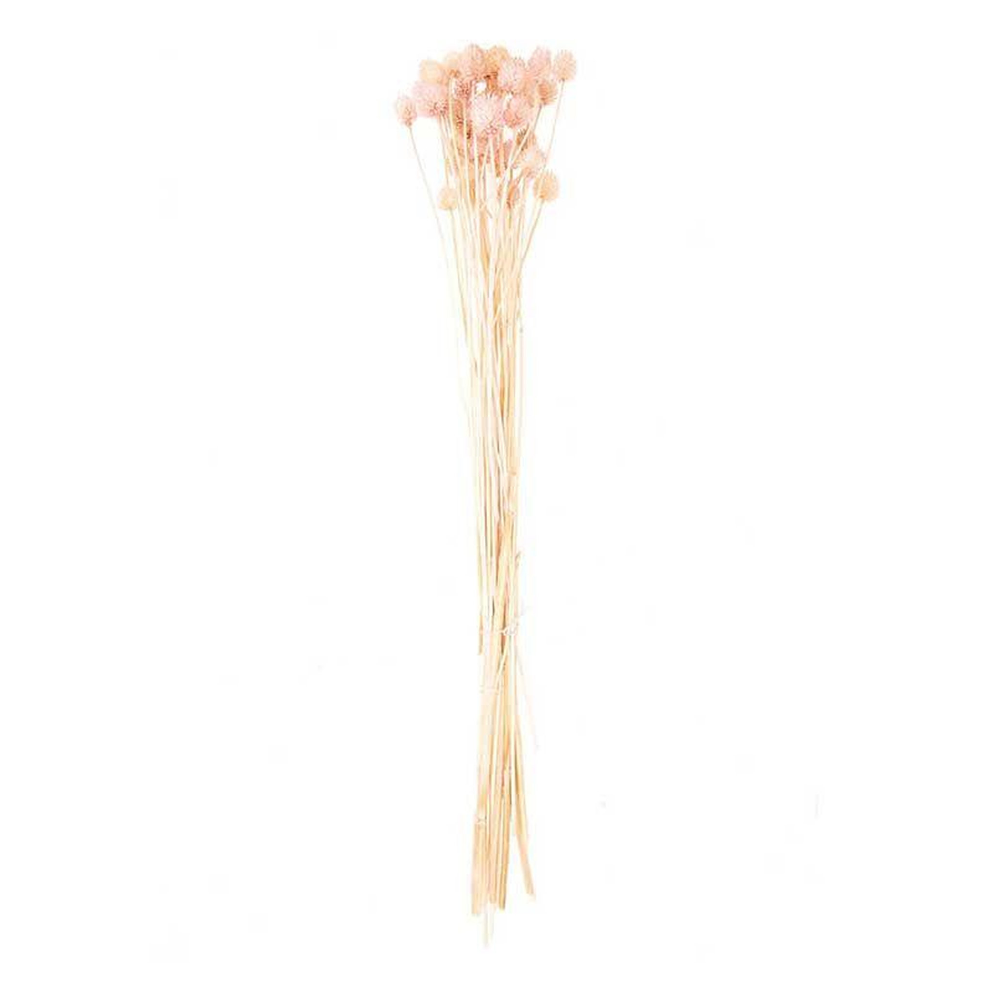Voir la diapositive 1 : RICO DESIGN Cardères japonais séchés rose - 70 cm