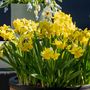 Voir la diapositive 4 : PLANT IN A BOX Narcisse - Set de 50 - Narcissus 'Tête-à-Tête' - Bulbes à fleurs - Jaune