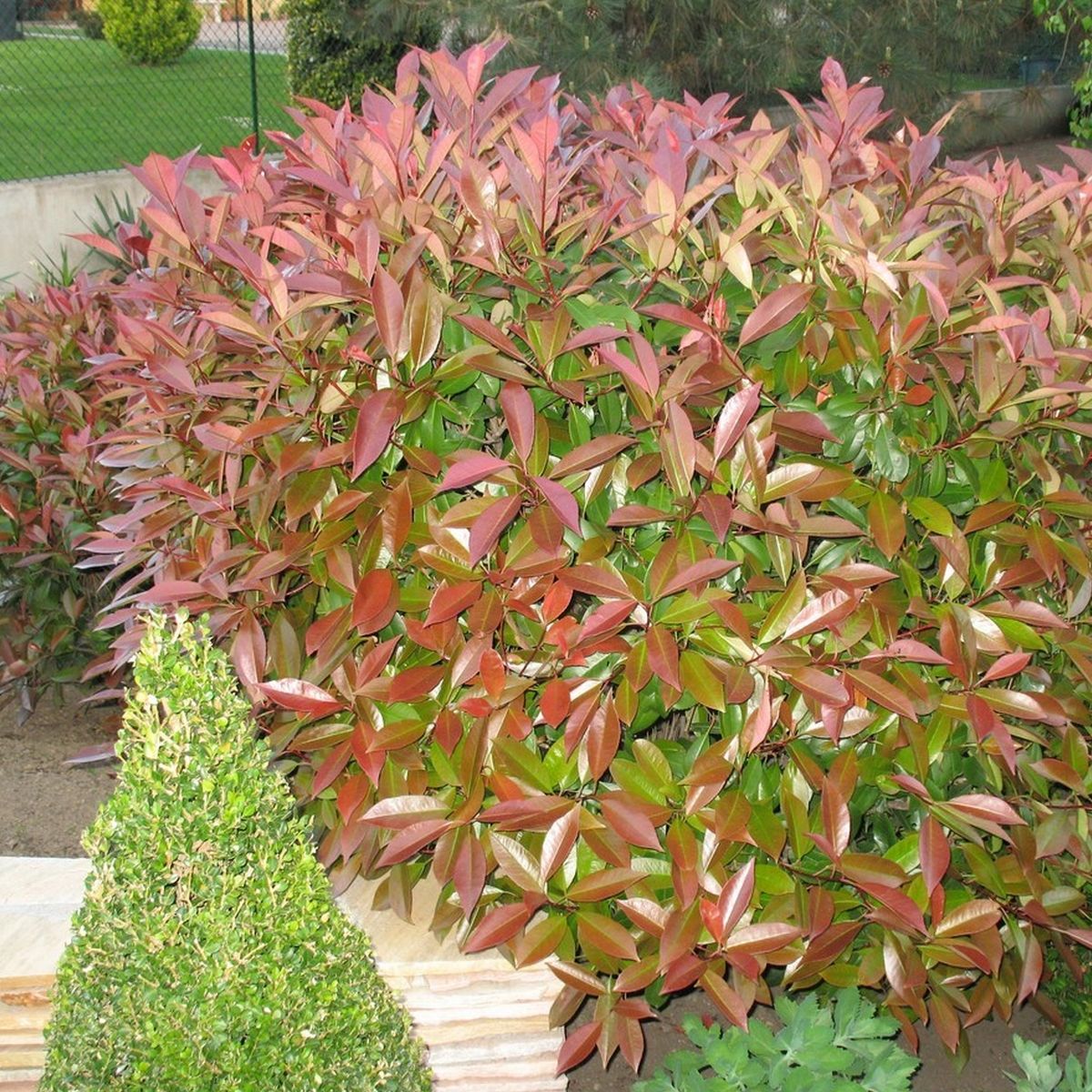 Photinia