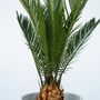 Voir la diapositive 3 : PLANT IN A BOX Sagou du Japon - Set de 2 - Cycas revoluta - Hauteur 45-60cm - ⌀15cm