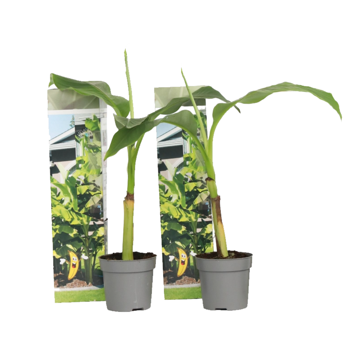 PLANT IN A BOX Bananier du Japon - Set de 2 - Musa basjoo - Hauteur 25-40cm - ⌀9cm