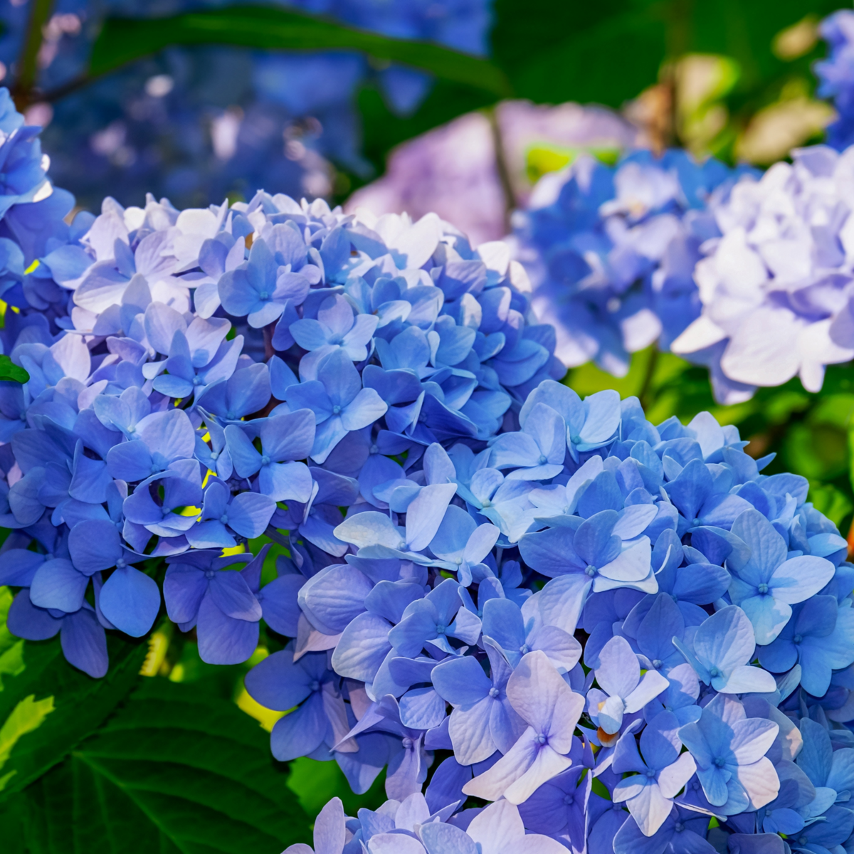 PLANT IN A BOX Hortensia - Set de 6 - Hydrangea macrophylla teller 'Nizza' - H25-40cm - ⌀9cm