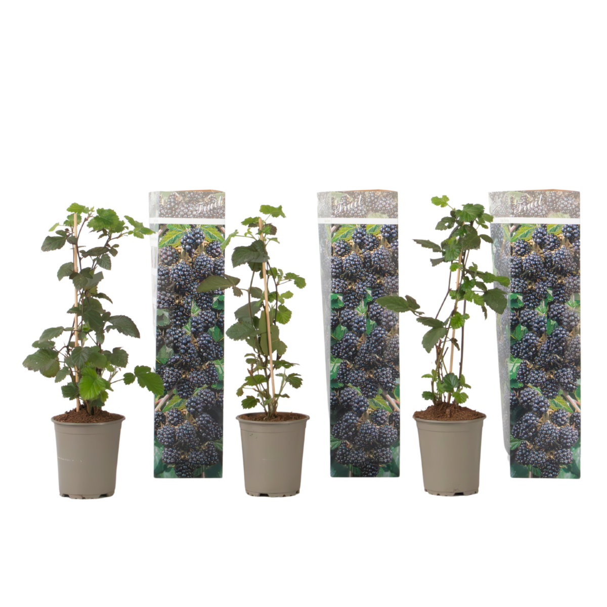 PLANT IN A BOX Plante de mûre - Lot de 3 - Rubus Thornless - Hauteur 25-40cm - ⌀9cm