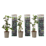 PLANT IN A BOX Plante de mûre - Lot de 3 - Rubus Thornless - Hauteur 25-40cm - ⌀9cm