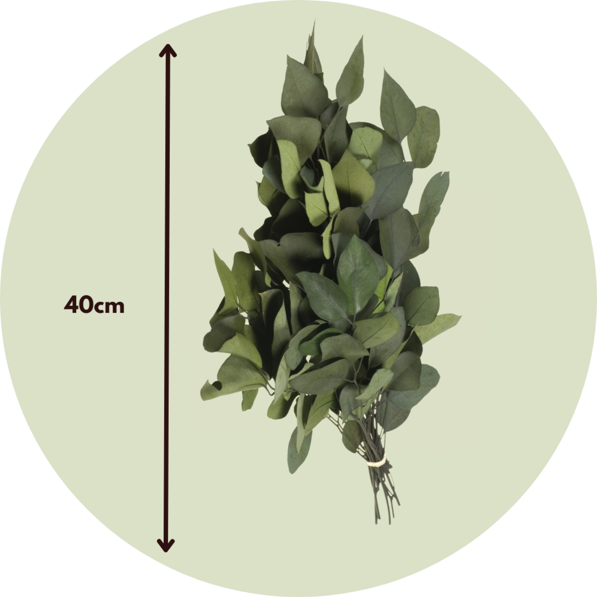 PLANT IN A BOX Bouquet de fleurs sèches - Eucalyptus stuartiana