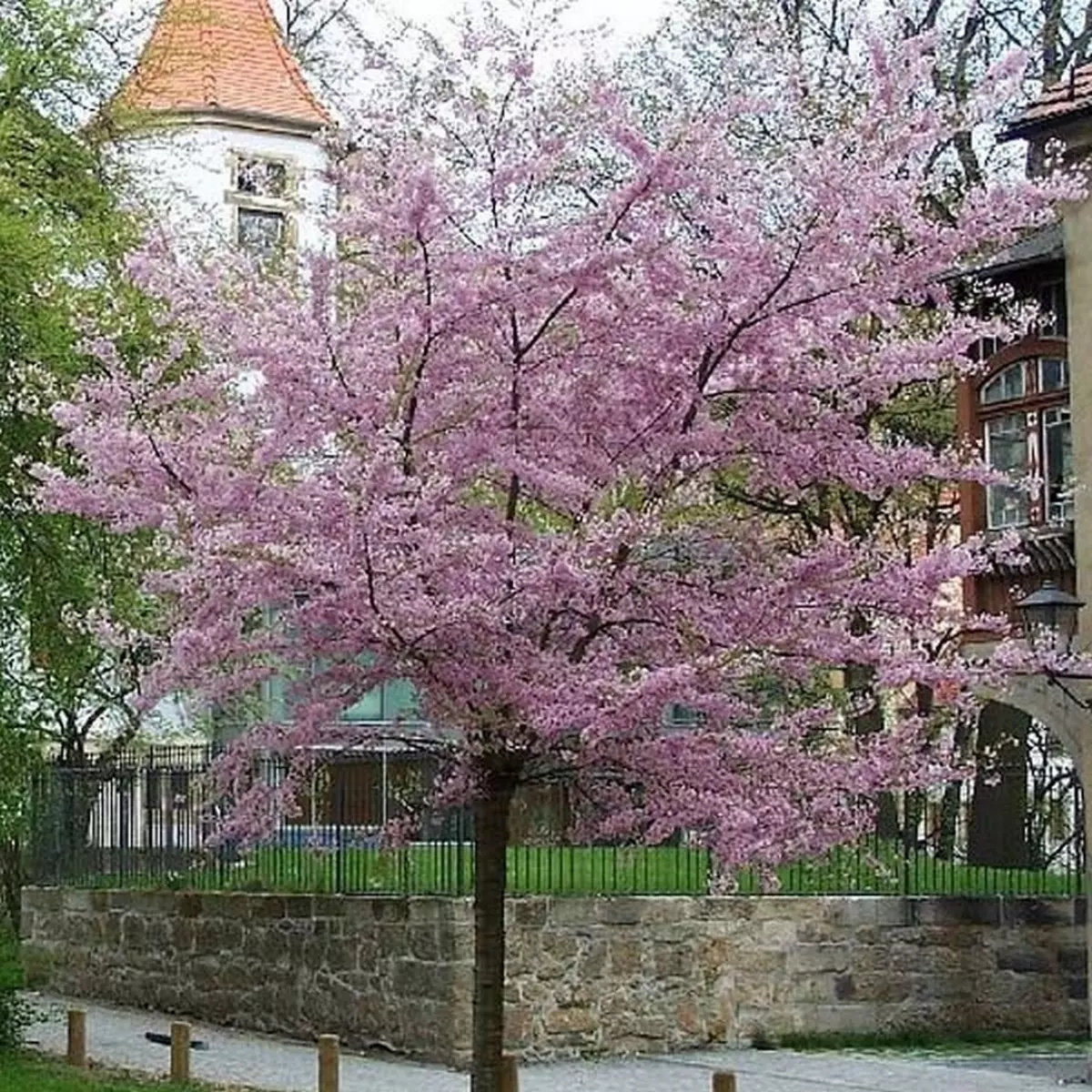 Cerisier à  fleurs Autumnalis Rosea