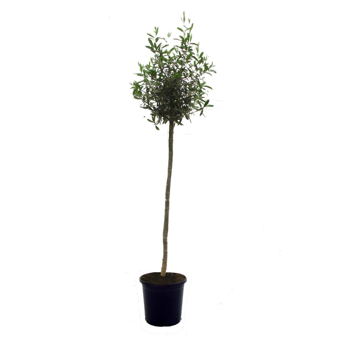 Olivier (Olea europaea) - Pot de 10L 130/150cm - HT/Jusqu'à 5m