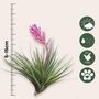 Voir la diapositive 2 : PLANT IN A BOX Plante aérienne - Set de 3 - Tillandsia - Hauteur 5-15cm - ⌀5cm