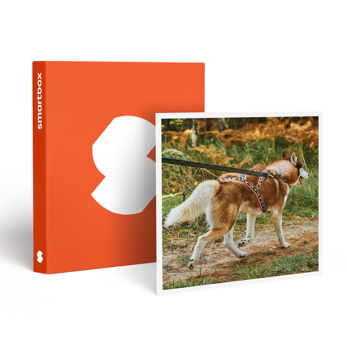 Smartbox 2h de Cani-Balade en famille près de Valence - Coffret Cadeau Sport & Aventure