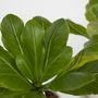 Voir la diapositive 3 : PLANT IN A BOX Palmier hawaïen - Brighamia insignis - Hauteur 25-35cm - Pot 12cm