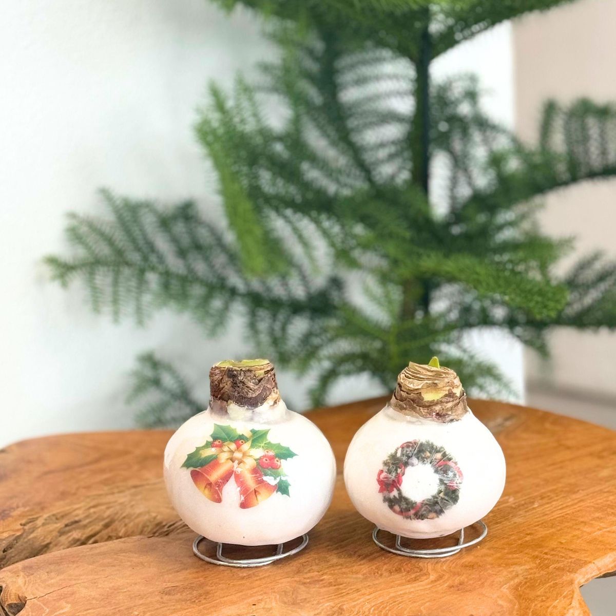 PLANT IN A BOX Amaryllis - Hippeastrum 'Clochettes en Cire de Porcelaine'