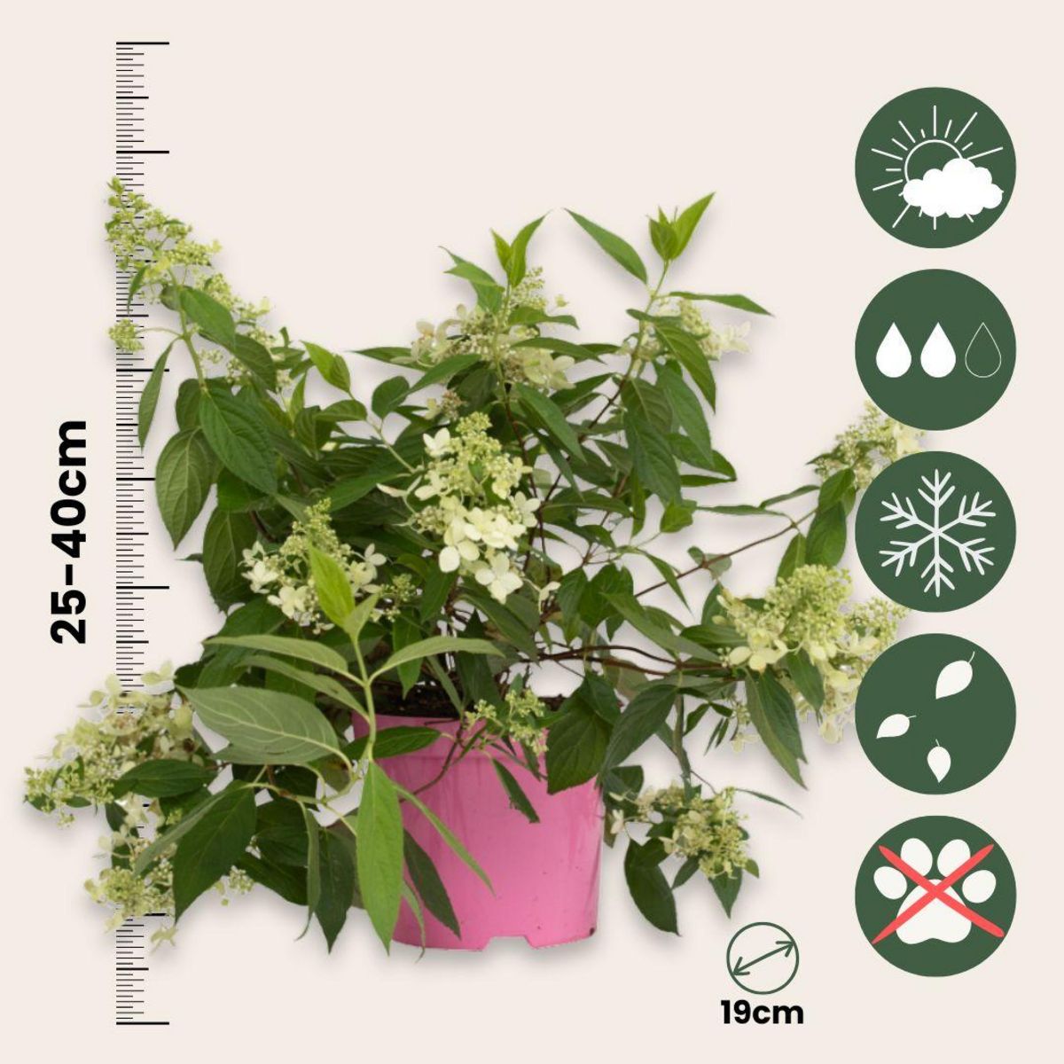 PLANT IN A BOX Hortensia - Set de 2 - Hydrangea paniculata 'Confetti' - Hauteur 25-40cm - ⌀19cm