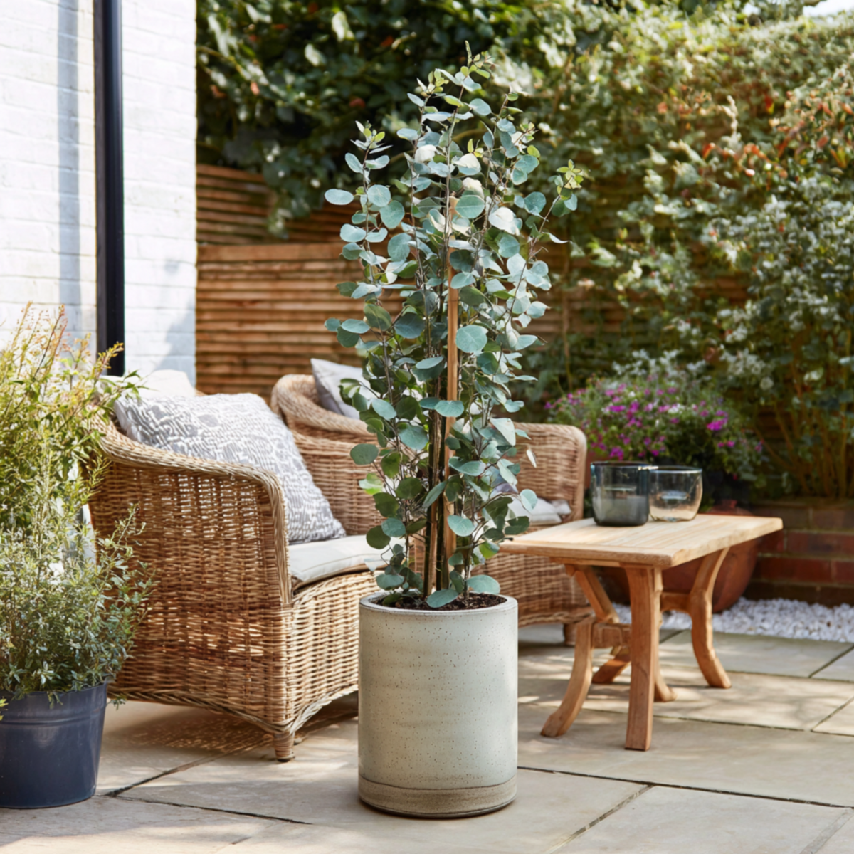 PLANT IN A BOX Gommier - Set de 2 - Eucalyptus cinerea 'Silver Dollar' - H90-110cm - ⌀19cm