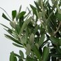 Voir la diapositive 3 : PLANT IN A BOX Olivier - Set de 2 - Olea europaea - Hauteur 90-100cm - ⌀21cm