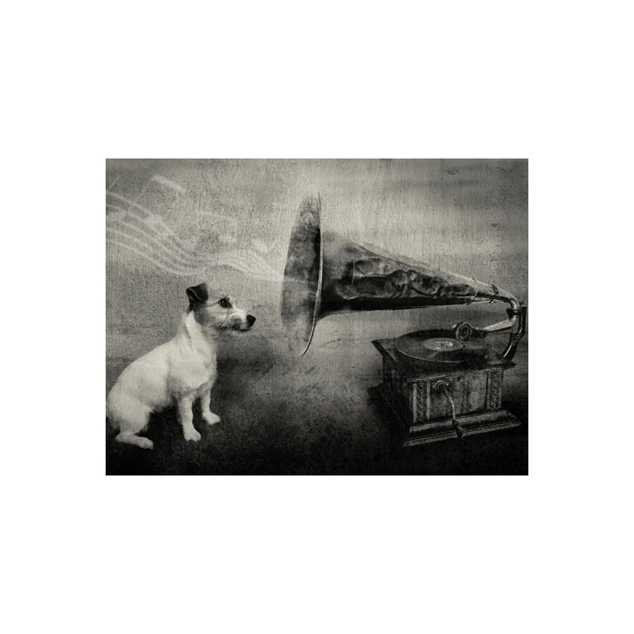 Voir la diapositive 2 : Paris Prix Papier peint  dog's melodies