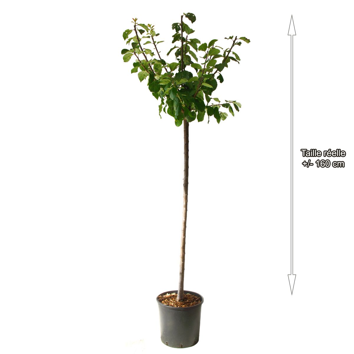 Prunier reine Claude dorée