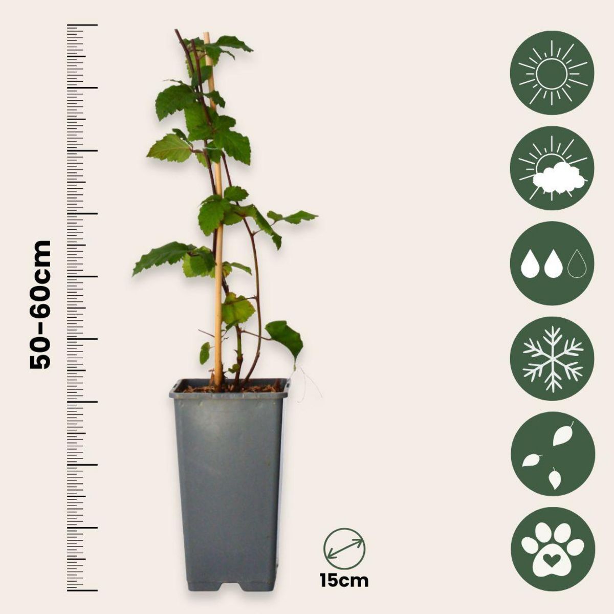 PLANT IN A BOX Mûrier - Set de 4 - Rubus fruticosus 'Thornfree' - Hauteur 50-60cm - ⌀15cm
