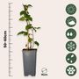 Voir la diapositive 2 : PLANT IN A BOX Mûrier - Set de 4 - Rubus fruticosus 'Thornfree' - Hauteur 50-60cm - ⌀15cm