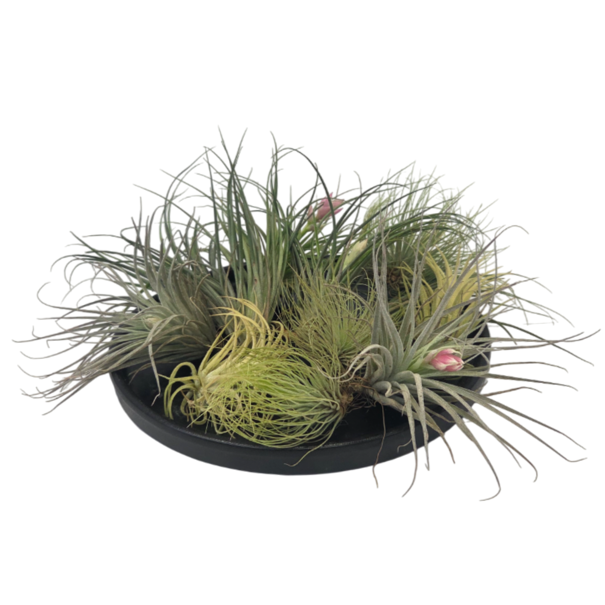 PLANT IN A BOX Plante aérienne - Set de 12 - Tillandsia - Hauteur 5-15cm - ⌀5cm