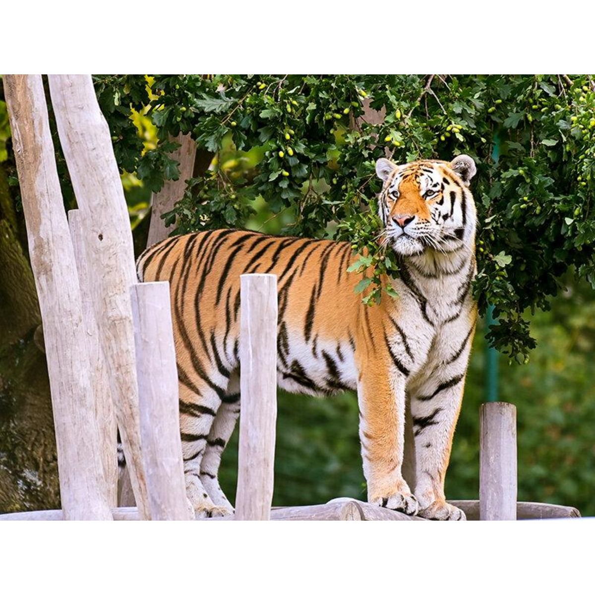 Smartbox Entrée au Parc Bellewaerde en 2024 pour 2 adultes et 1 enfant - Coffret Cadeau Sport & Aventure