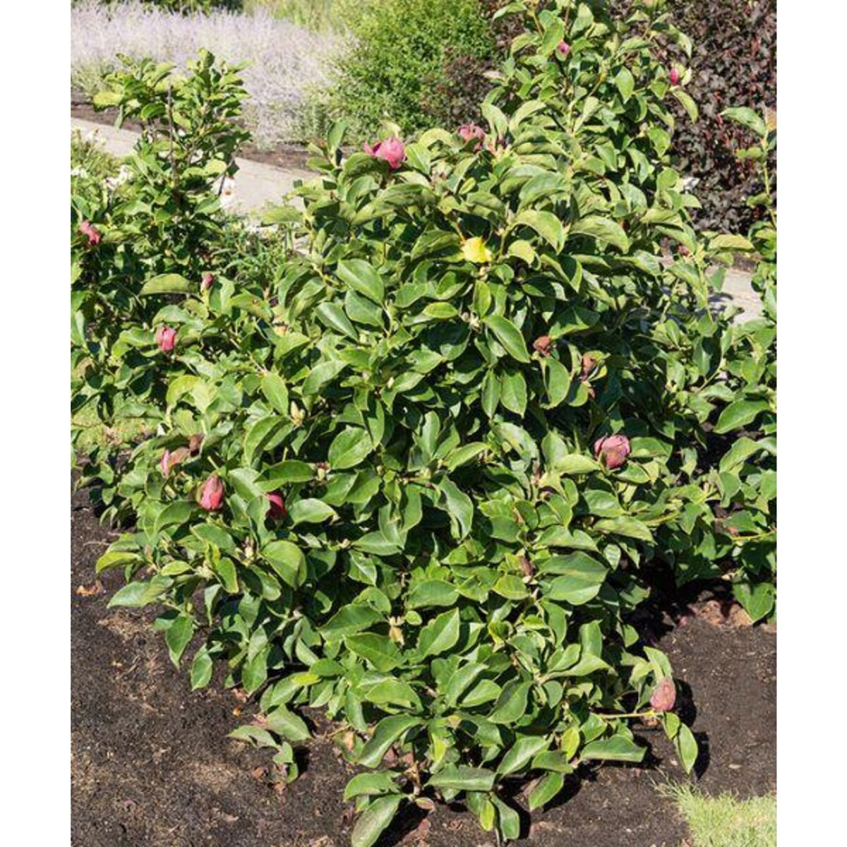  Magnolia Genie - Le pot / 3L / Hauteur livrée environ 60-80cm - Willemse