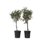 PLANT IN A BOX Olivier - Set de 2 - Olea europaea - Hauteur 50-60cm - ⌀14cm