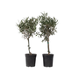 Voir la diapositive 1 : PLANT IN A BOX Olivier - Set de 2 - Olea europaea - Hauteur 50-60cm - ⌀14cm