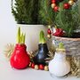 Voir la diapositive 5 : PLANT IN A BOX Amaryllis - Hippeastrum 'Wax Bordeaux' - Bulbe de fleur - Rouge