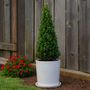 Voir la diapositive 4 : PLANT IN A BOX Houx crenelé - Ilex crenata 'Jenny' - Hauteur 55-65cm - ⌀21cm