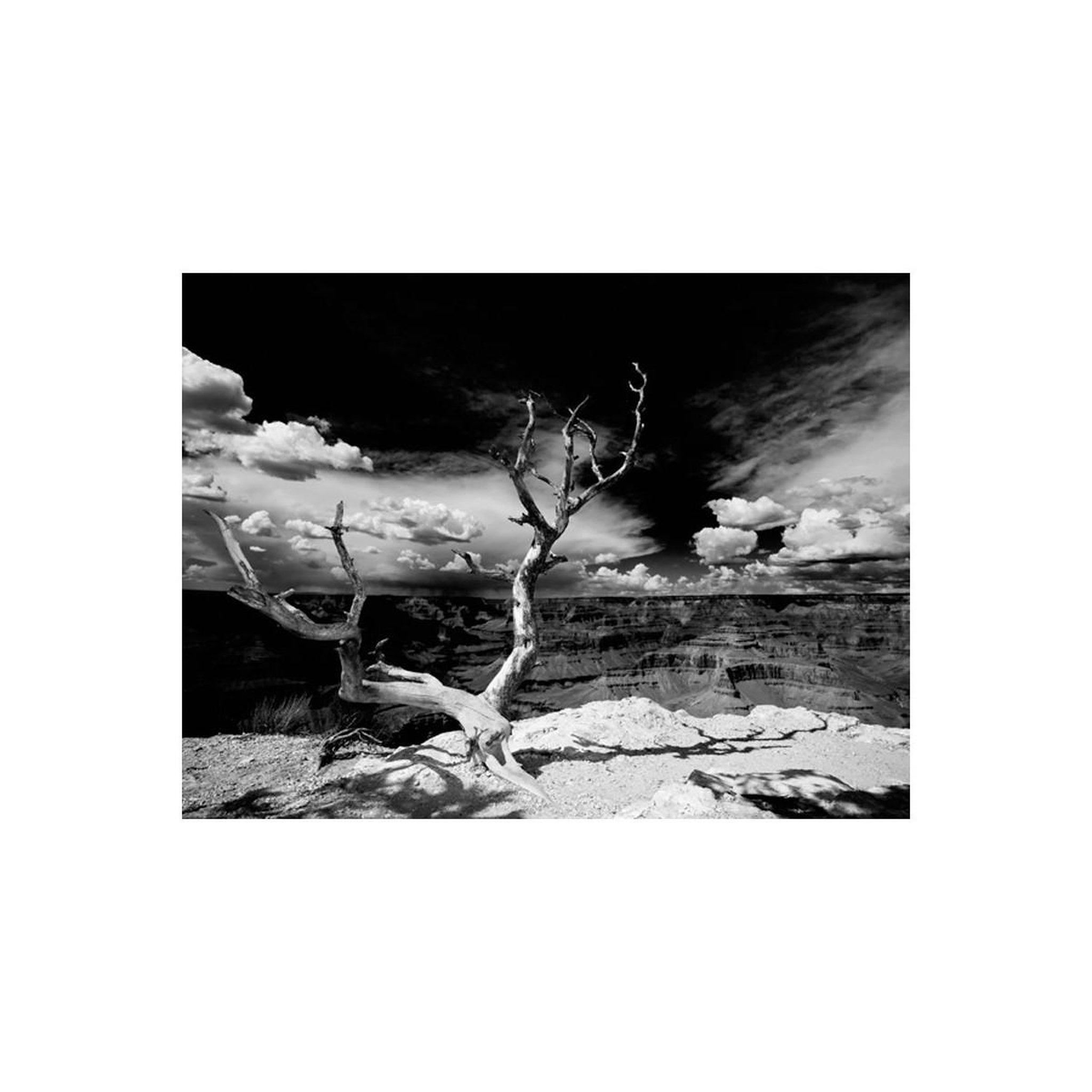 Voir la diapositive 2 : Paris Prix Papier Peint  Arbre au Grand Canyon, Arizona