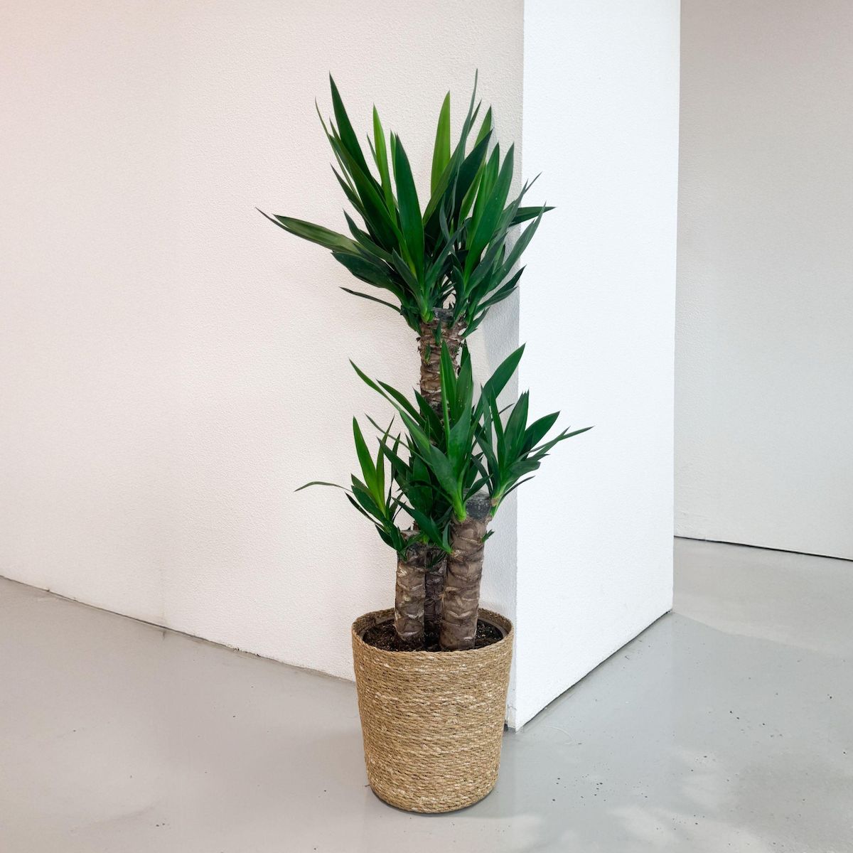 PLANT IN A BOX Pied d'éléphant - Yucca elephantipes - Hauteur 70-80cm - ⌀21cm