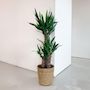Voir la diapositive 4 : PLANT IN A BOX Pied d'éléphant - Yucca elephantipes - Hauteur 70-80cm - ⌀21cm