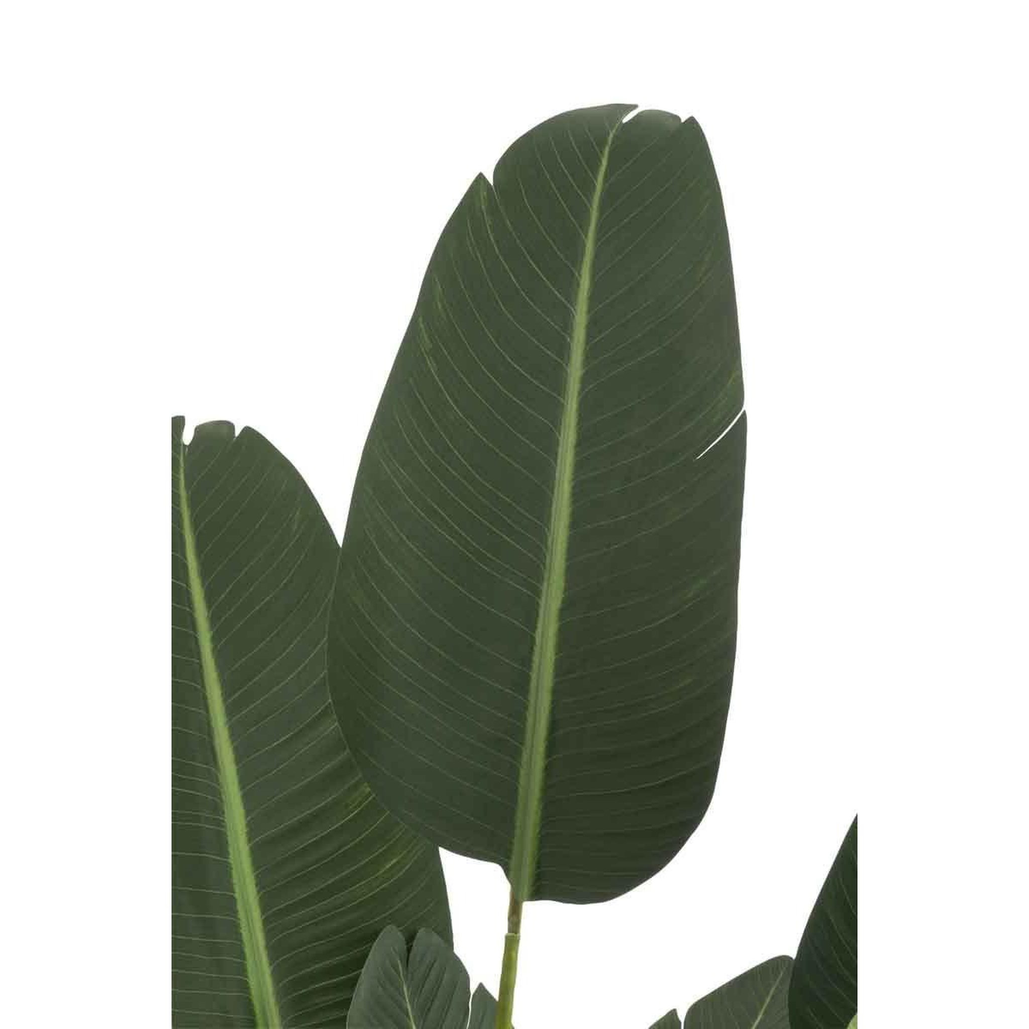 Voir la diapositive 2 : J-LINE Plante artificielle en pot  strelitzia  189cm vert