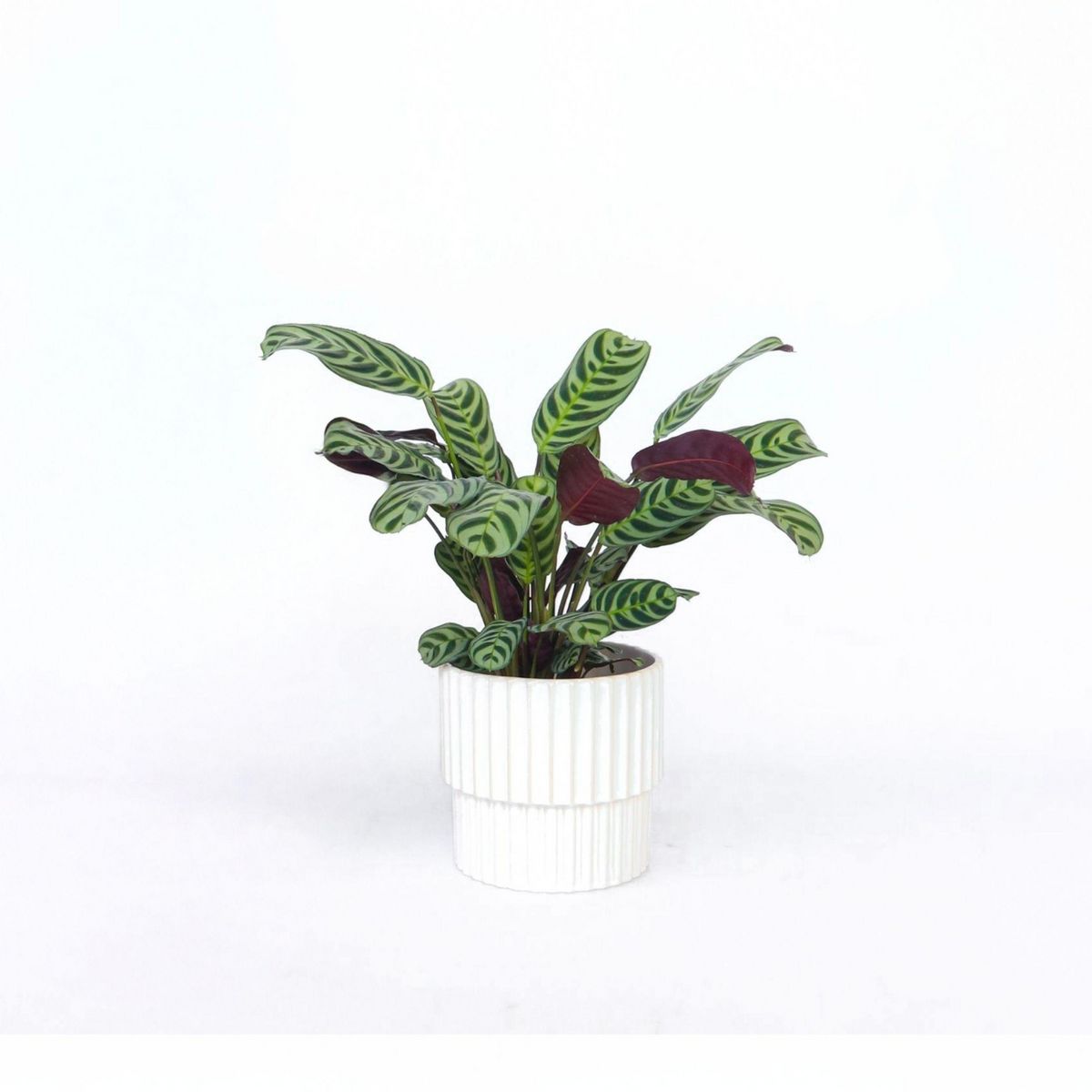 PLANT IN A BOX Plante Dormeuse - Ctenanthe 'burle-marxii' - Hauteur 25-40cm - ⌀12cm