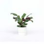 Voir la diapositive 5 : PLANT IN A BOX Plante Dormeuse - Ctenanthe 'burle-marxii' - Hauteur 25-40cm - ⌀12cm