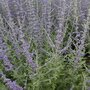  Perovskia atriplicifolia Blue spire - Le pot / 8cm / Hauteur livrée 10-20cm - Willemse