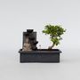 Voir la diapositive 6 : PLANT IN A BOX Bonsaï - Bonsai - Hauteur 25-35cm - ⌀29cm