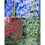  Collection de plantes vivaces pour massifs champêtres - Les 11 pots / 7cm - Willemse