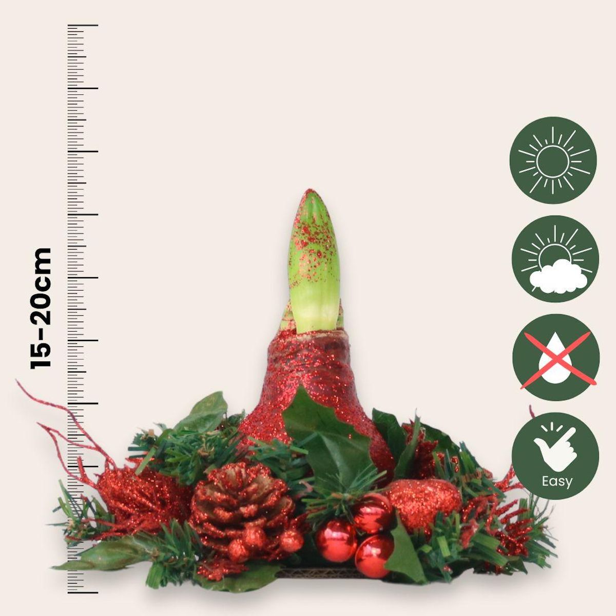 PLANT IN A BOX Amaryllis - Hippeastrum 'Couronne de Noël Mix'