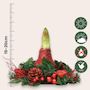 Voir la diapositive 2 : PLANT IN A BOX Amaryllis - Hippeastrum 'Couronne de Noël Mix'