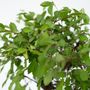 Voir la diapositive 3 : PLANT IN A BOX Bonsaï - Set de 2 - Bonsai - Hauteur 25-35cm - ⌀29cm