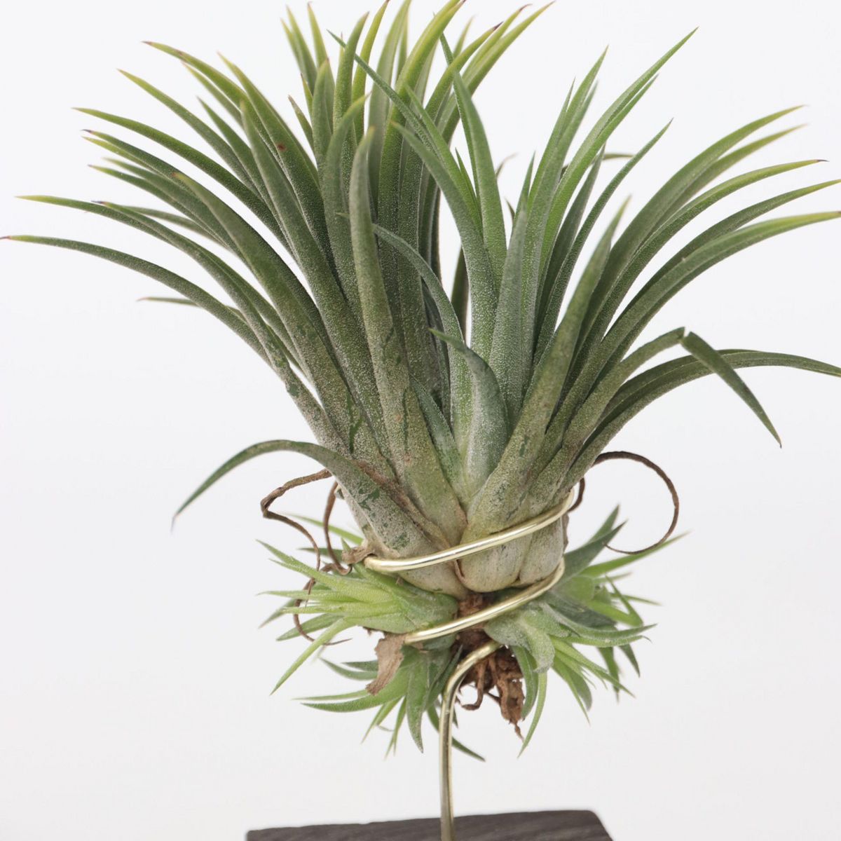 PLANT IN A BOX Plante aérienne - Set de 3 - Tillandsia 'Burnt Wood Trio' - Hauteur 30-35cm