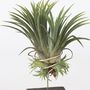 Voir la diapositive 3 : PLANT IN A BOX Plante aérienne - Set de 3 - Tillandsia 'Burnt Wood Trio' - Hauteur 30-35cm