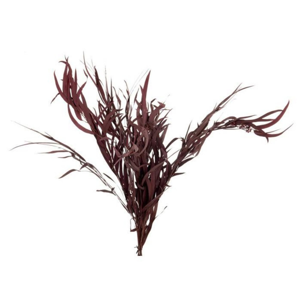 Paris Prix Bouquet d'Eucalyptus  Sauvage Séché  75cm Bordeaux